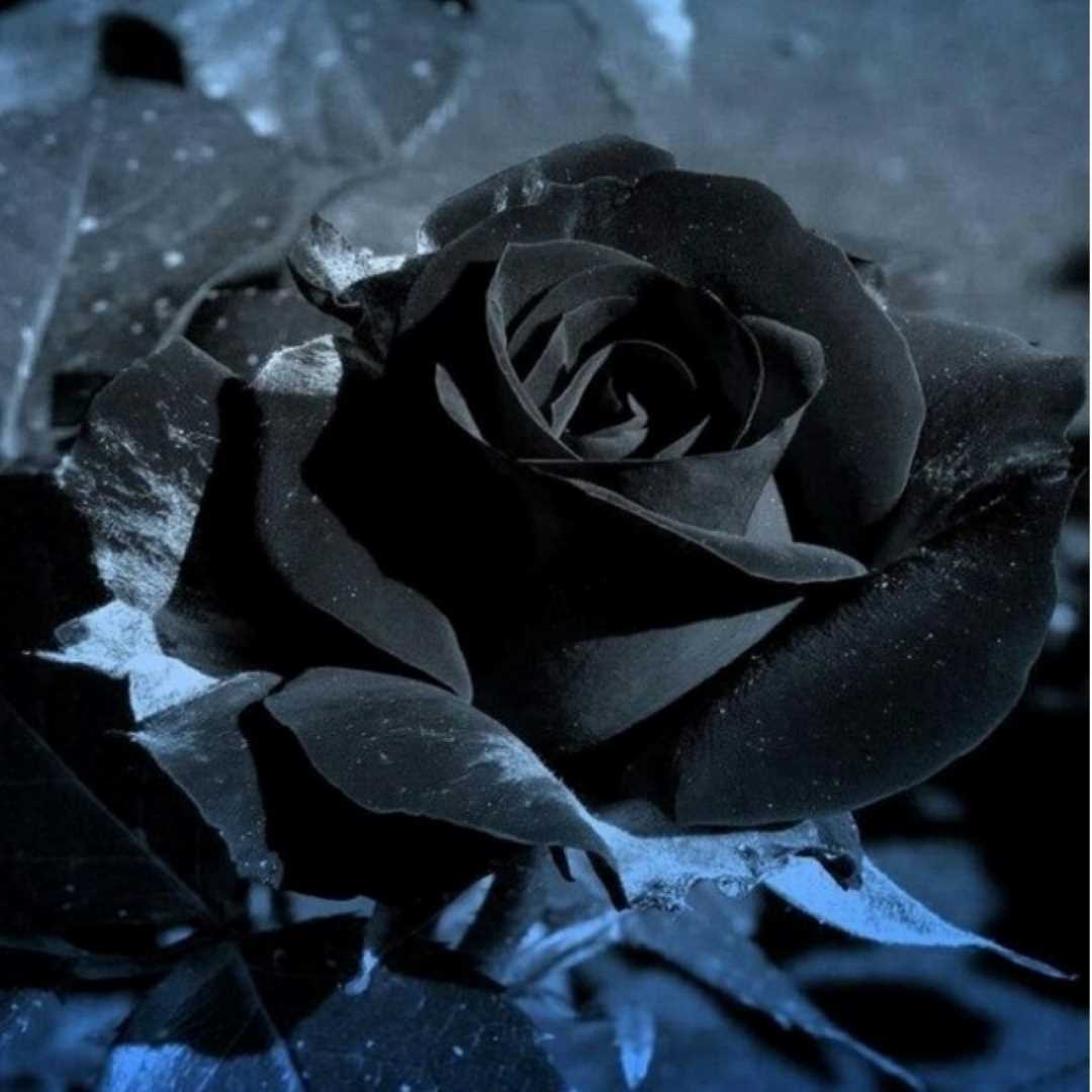 Роза Халфети черная с белым