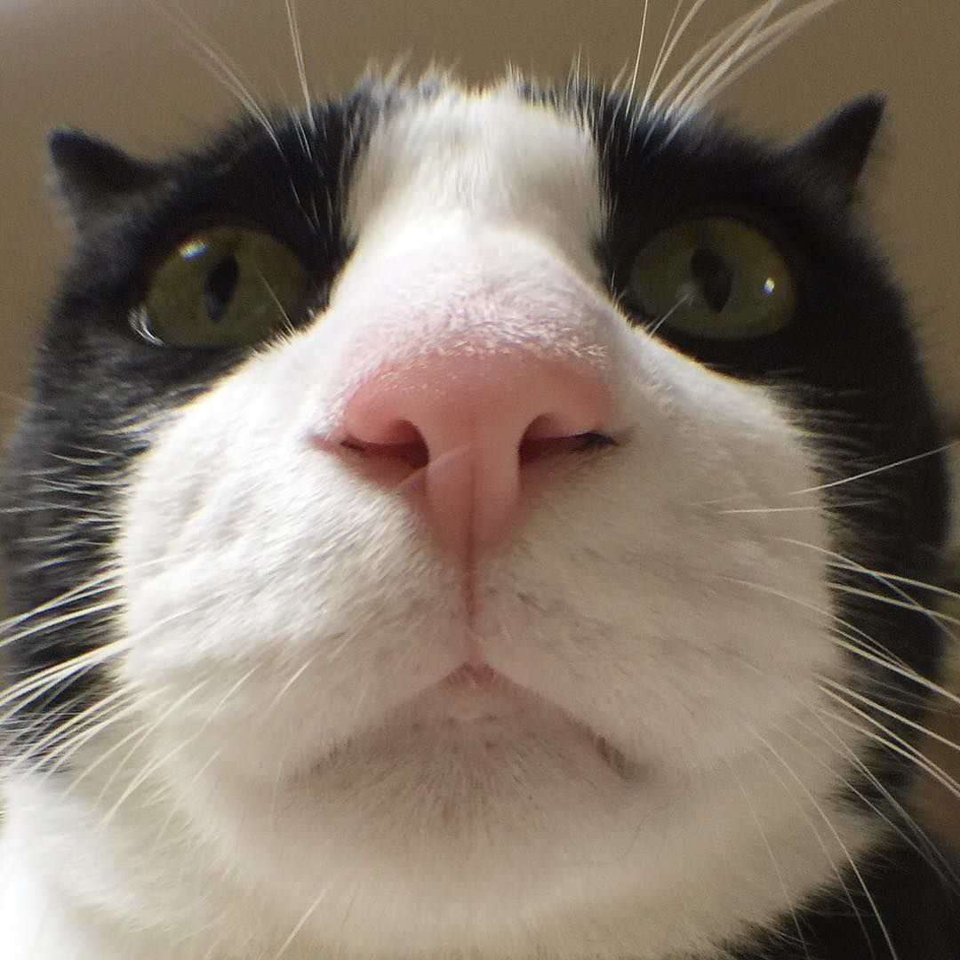Cat webtoon