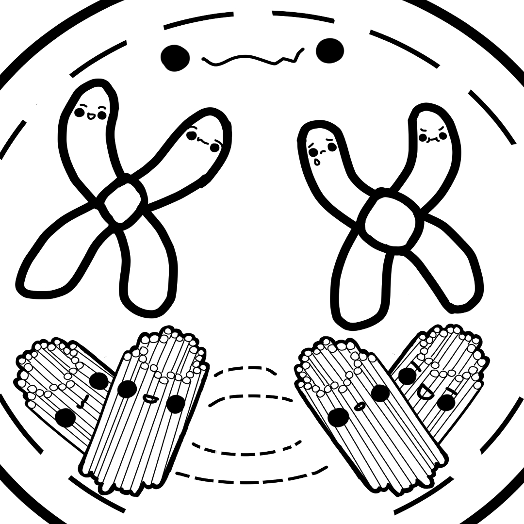 The Story Of Mitosis WEBTOON the-story-of-mitosis-webtoon