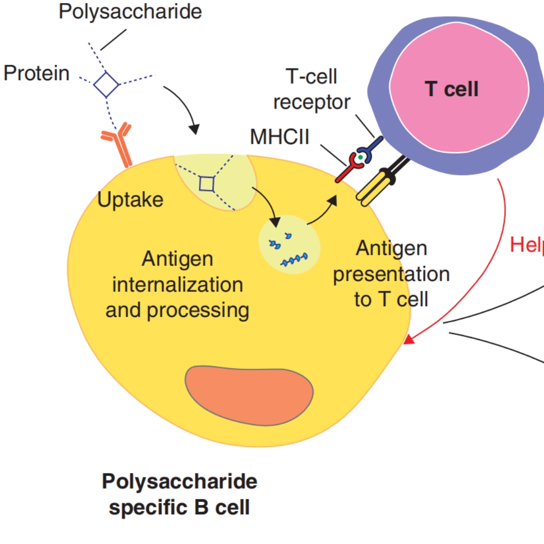 Inactivated Bacterial Antigens WEBTOON