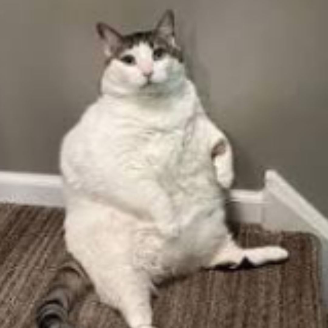 Life of frederick the cat | WEBTOON